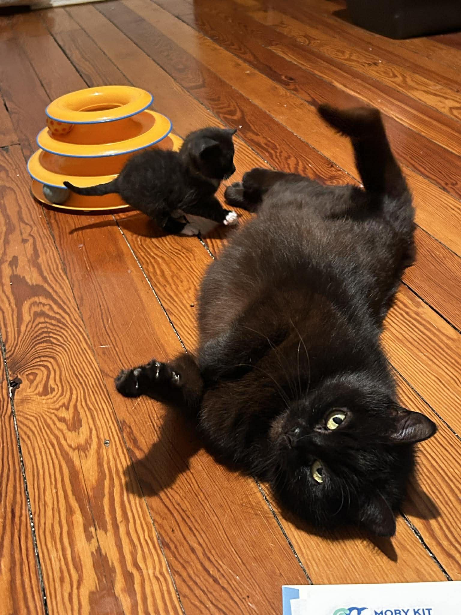 Enlarge Junior (must adopt with Lollipop), a Adoptable Tuxedo in New Bedford, MA image 3/6