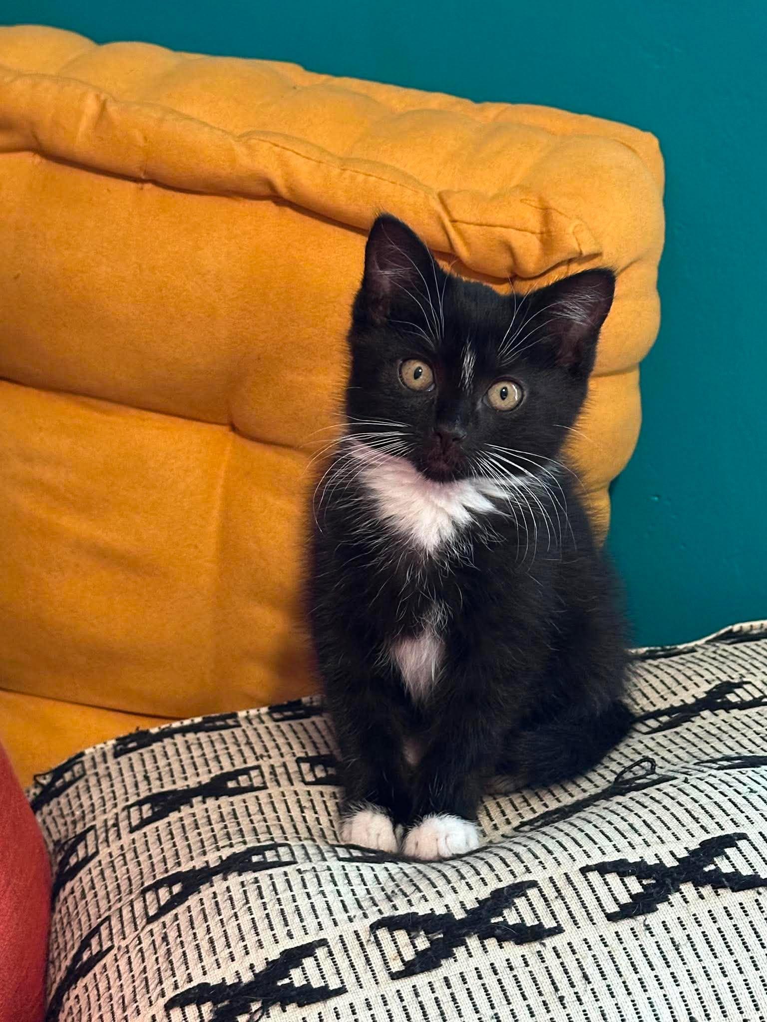 Enlarge Junior (must adopt with Goose), an adoptable Tuxedo in New Bedford, MA image 1/5