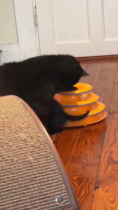 Enlarge Junior (must adopt with Lollipop), a Adoptable Tuxedo in New Bedford, MA video 5/6