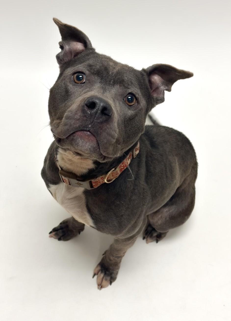 Enlarge EMILY, a Adoptable Pit Bull Terrier in Hayward, CA image 1/1