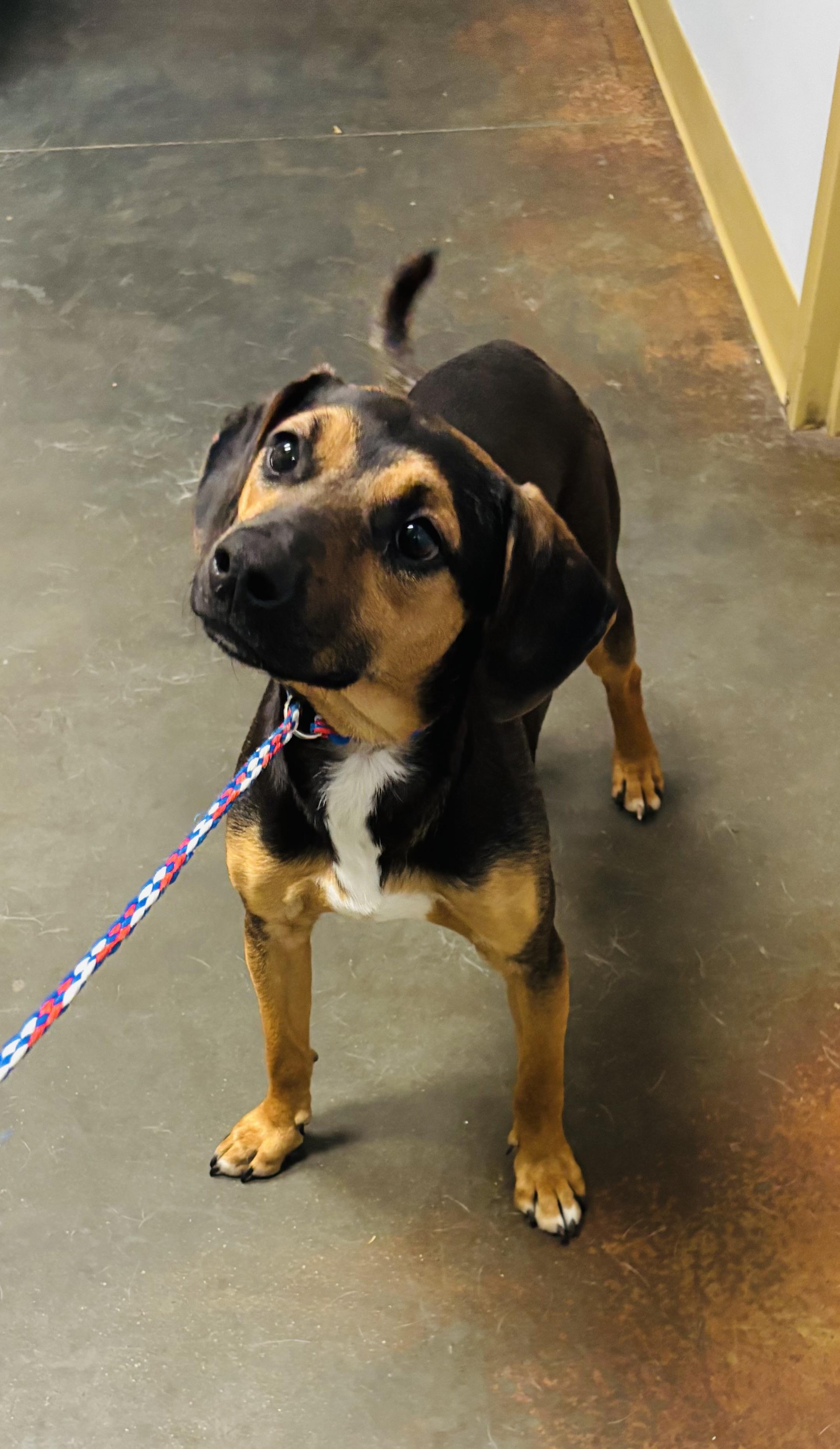 Enlarge Niko, an adopted mixed breed in Council Bluffs, IA image 1/1