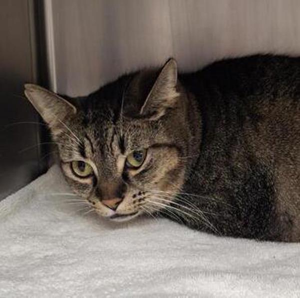 Tigger, Adoptable, Senior Male Domestic Short Hair.