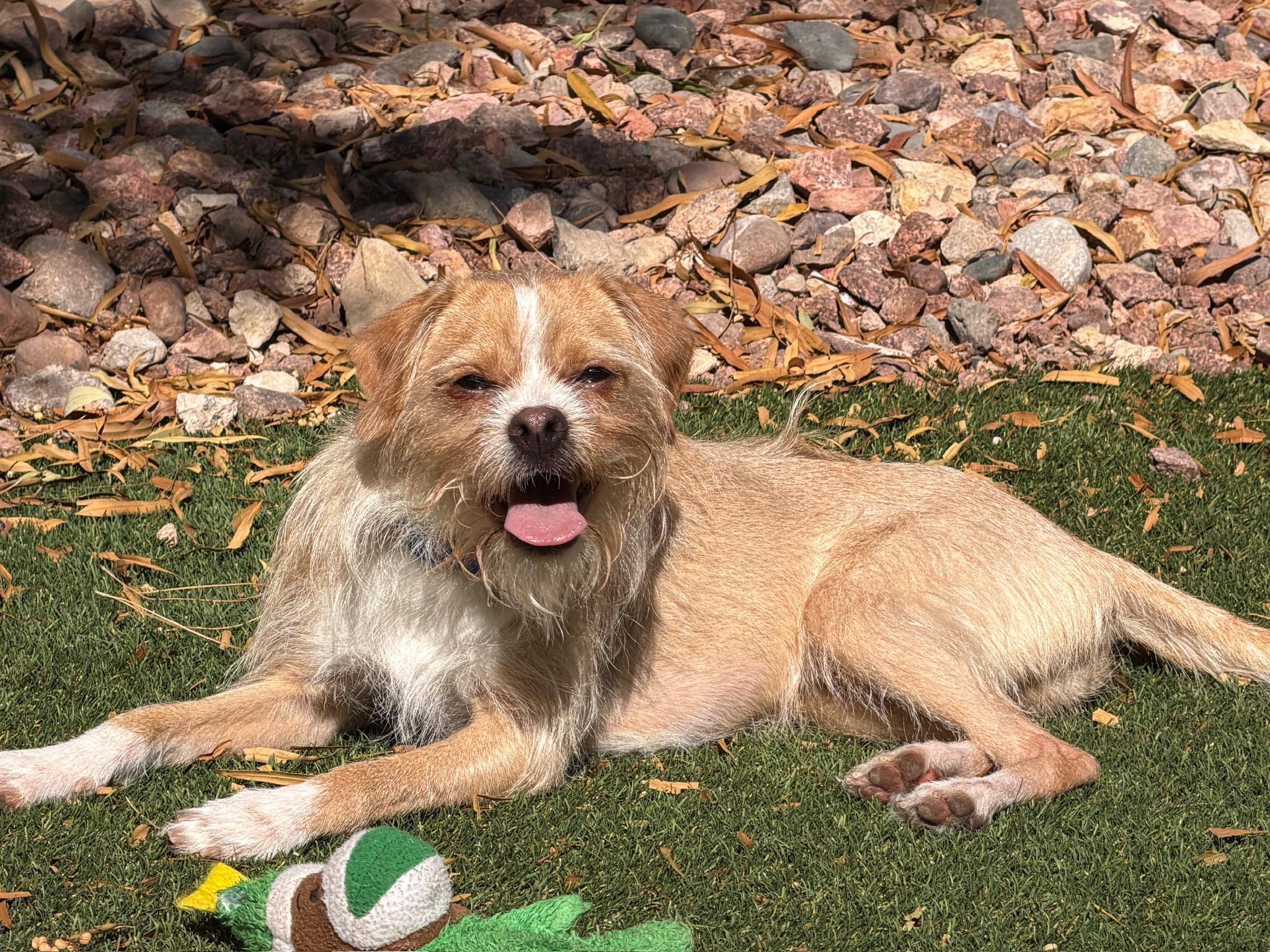 Enlarge Salazar, a Adoptable mixed breed in Las Vegas, NV image 2/5