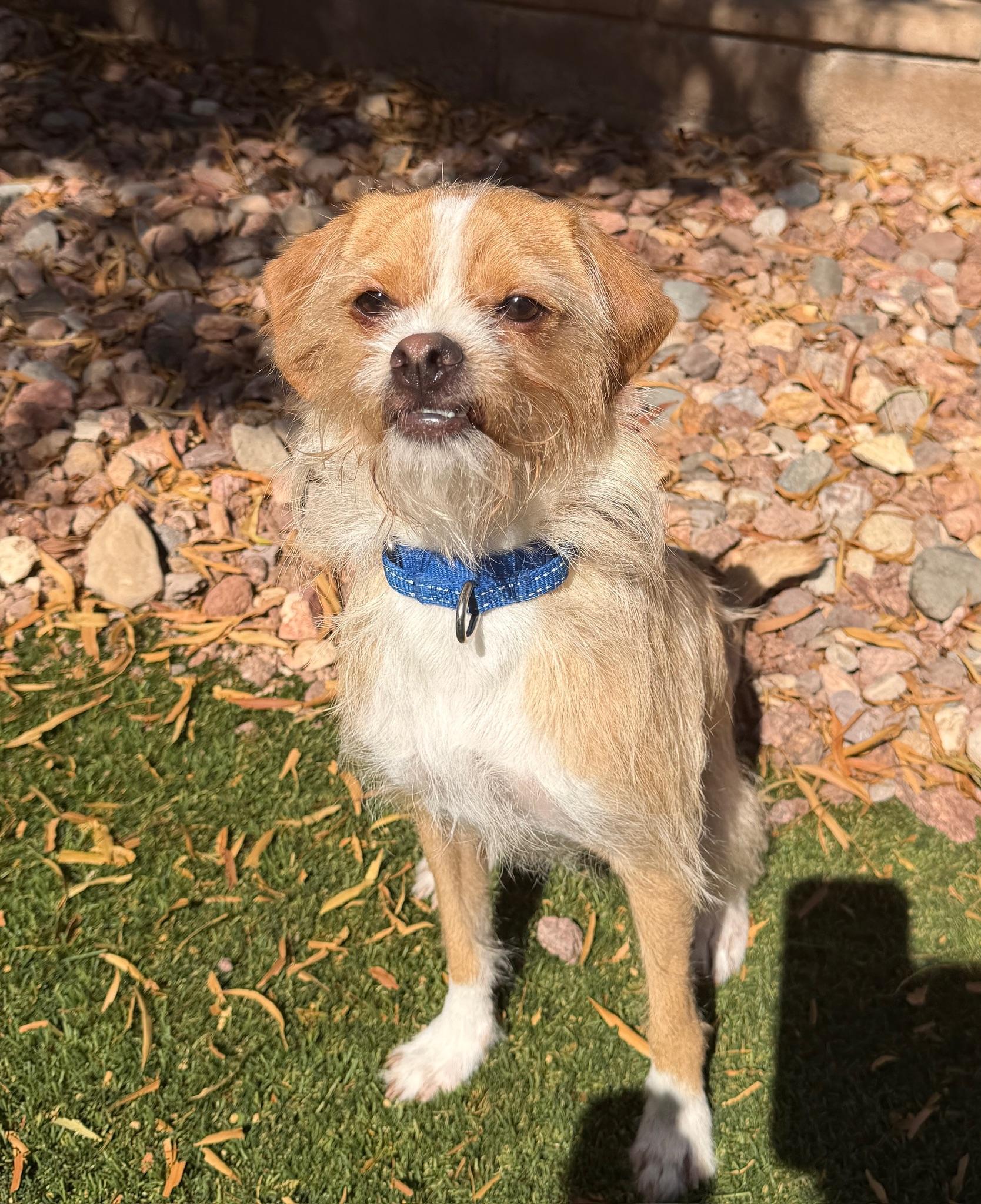 Enlarge Salazar, a Adoptable mixed breed in Las Vegas, NV image 5/5