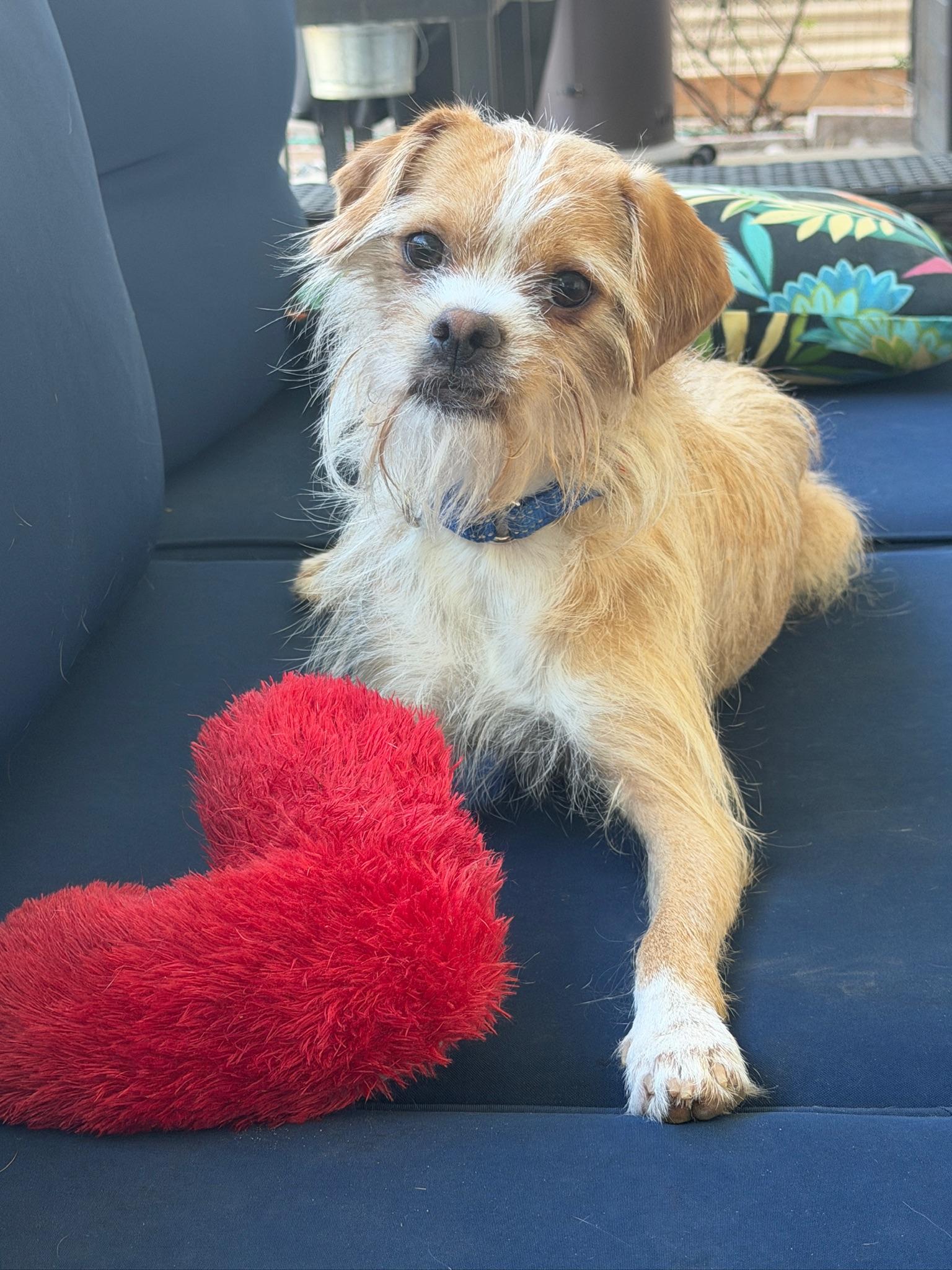 Enlarge Salazar, a Adoptable mixed breed in Las Vegas, NV image 1/5