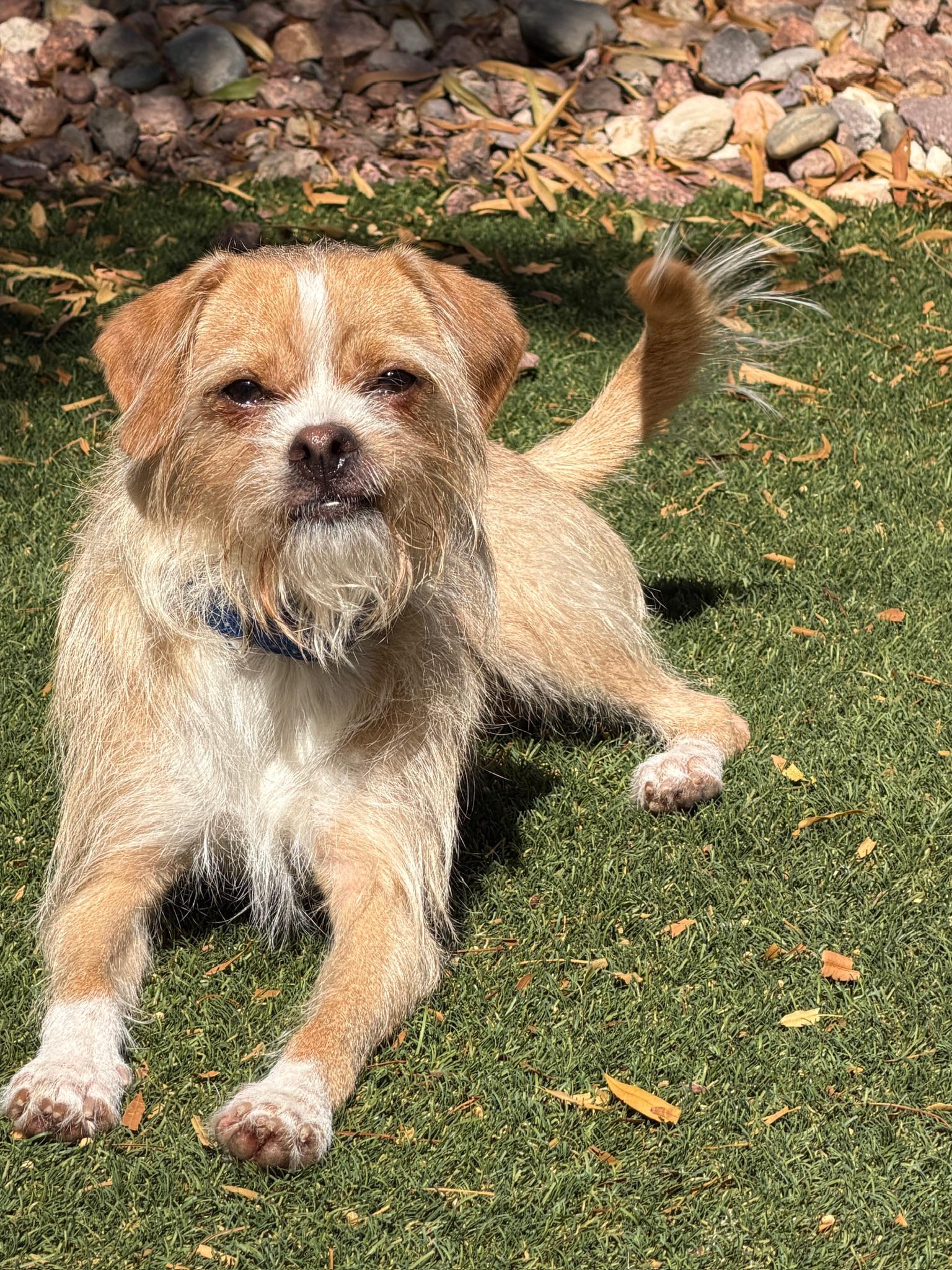Enlarge Salazar, a Adoptable mixed breed in Las Vegas, NV image 4/5