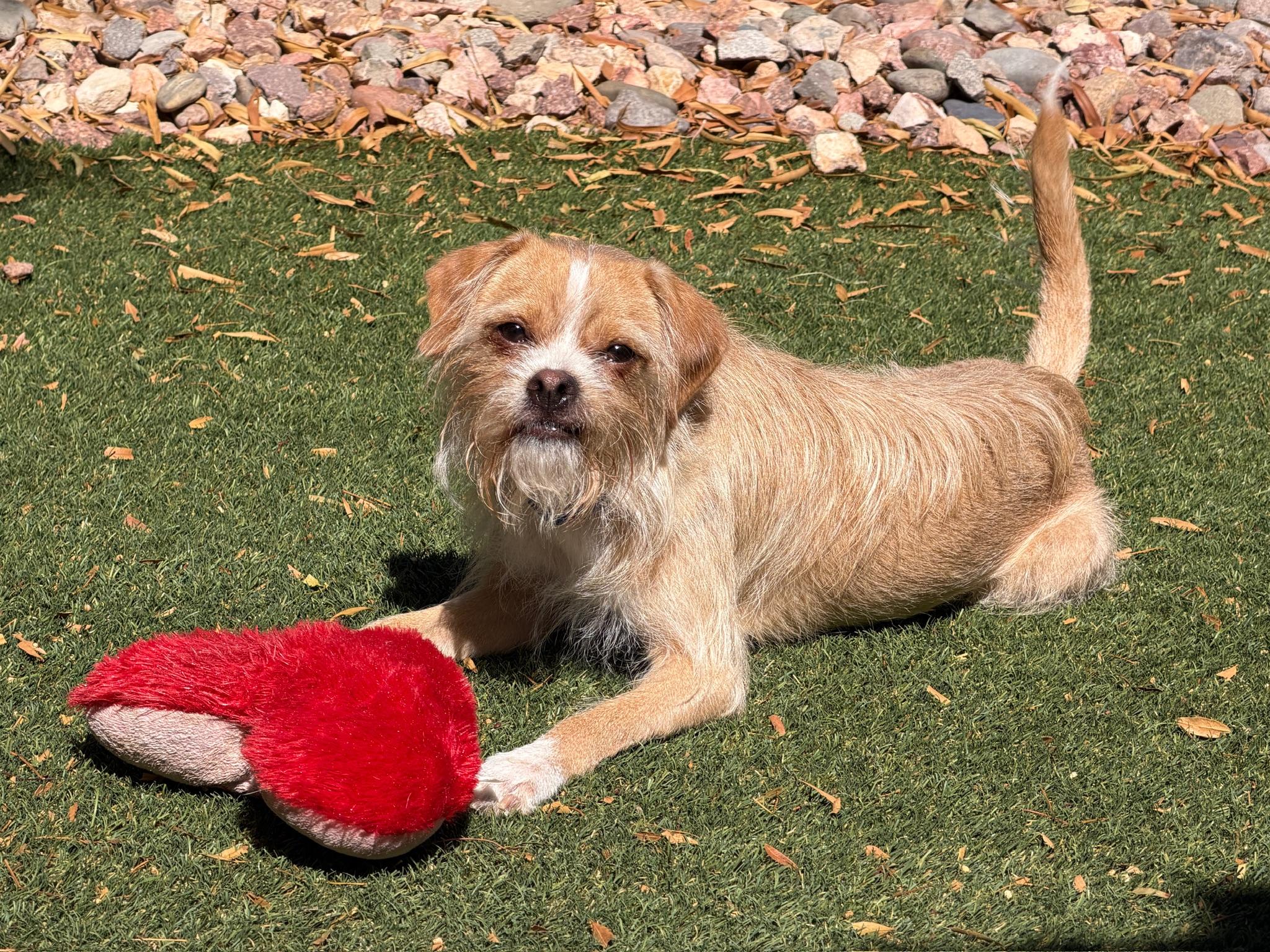 Enlarge Salazar, a Adoptable mixed breed in Las Vegas, NV image 3/5