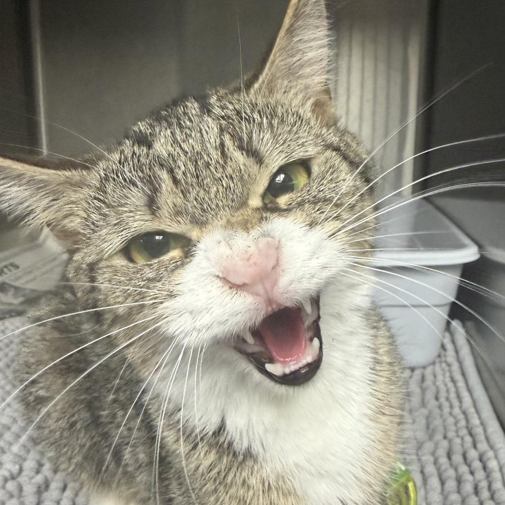 Brie, Adoptable, Young Female Domestic Short Hair.