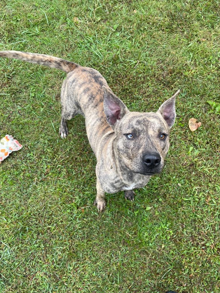 Bengal, Adoptable, Young Male Mixed Breed.
