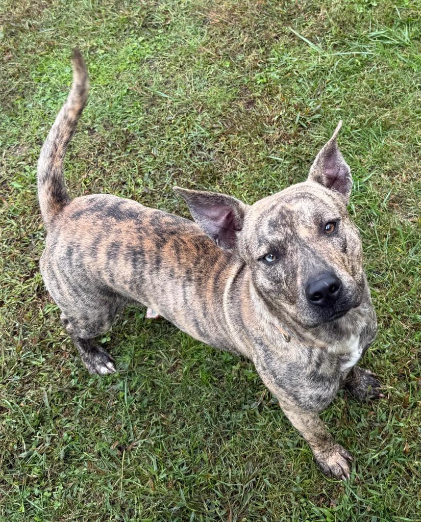 Enlarge Bengal, a Adoptable mixed breed in Gallatin, TN image 2/3