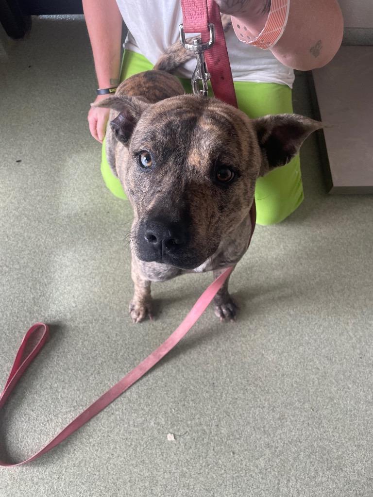 Enlarge Bengal, a Adoptable mixed breed in Gallatin, TN image 3/3