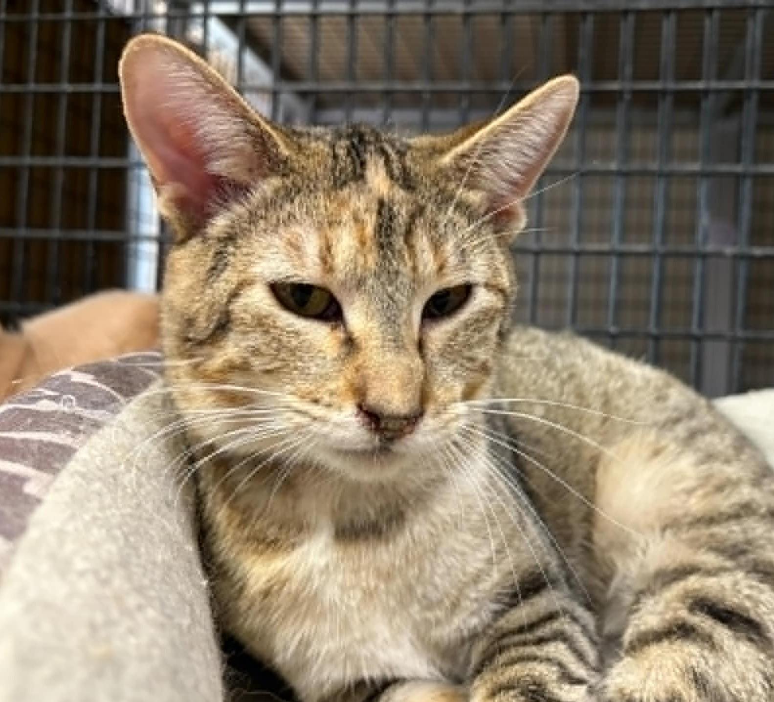 Enlarge Wessa, a Adoptable mixed breed in Las Cruces, NM image 1/2