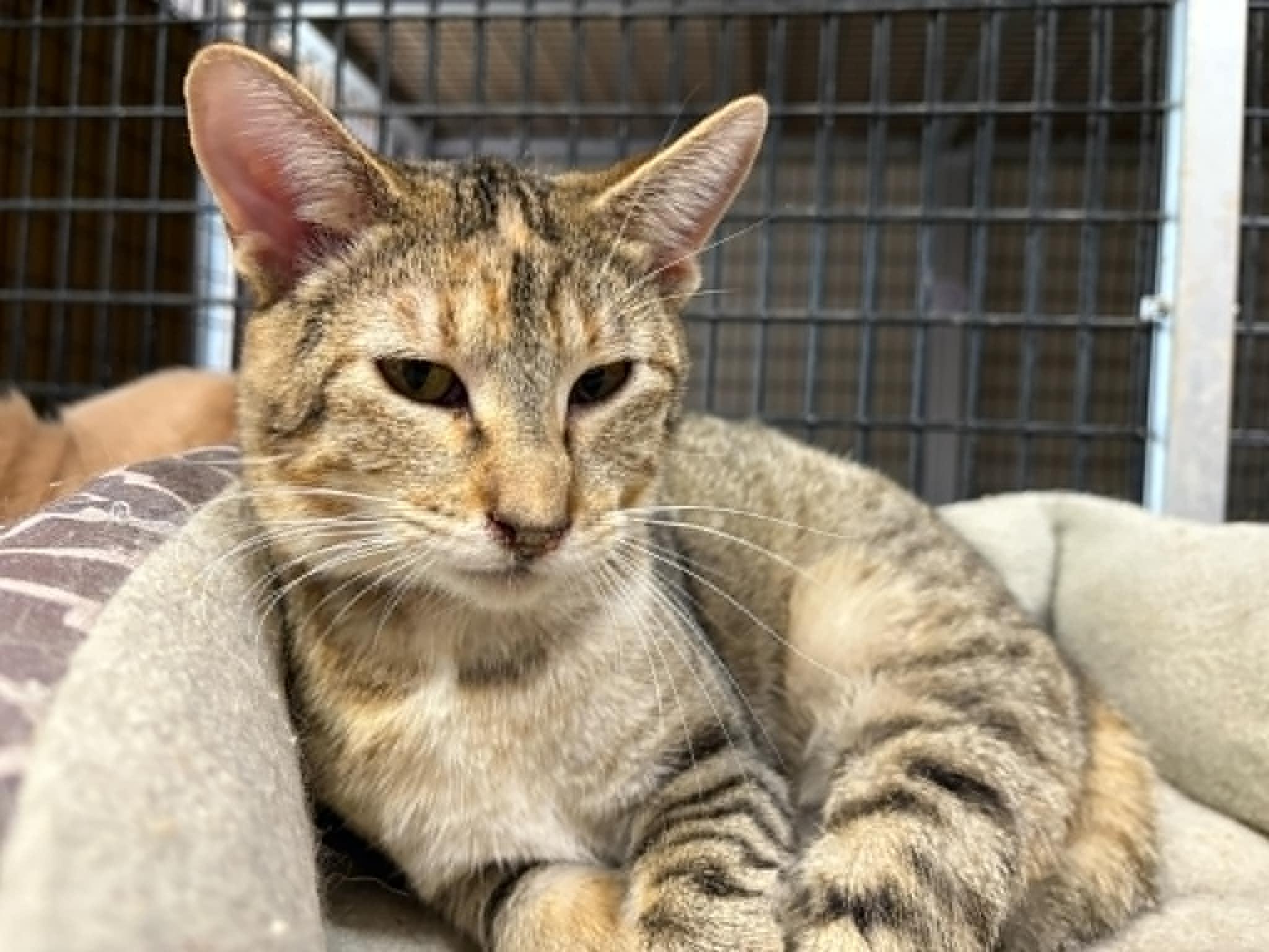 Enlarge Wessa, a Adoptable mixed breed in Las Cruces, NM image 2/2