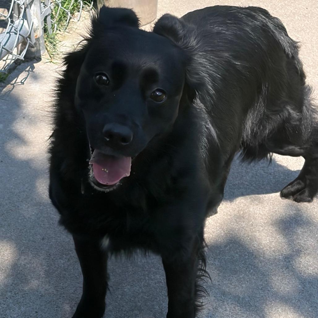 Supernova, Adoptable, Adult Female Border Collie & Flat-Coated Retriever.