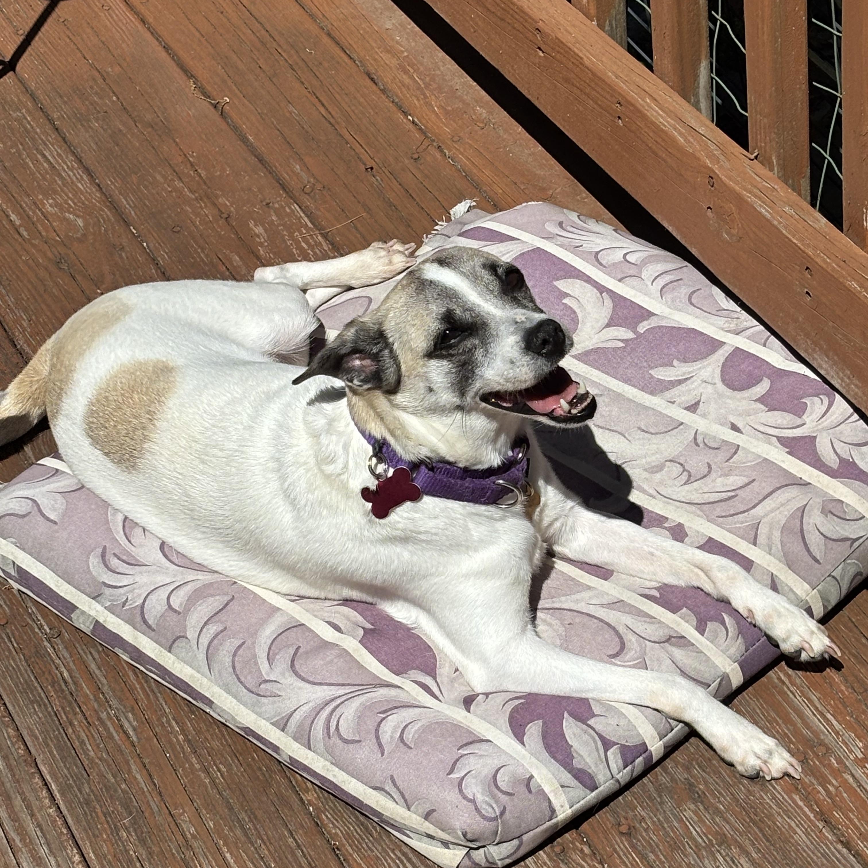 Butta, adopted, Young Female Rat Terrier & Jack Russell Terrier.