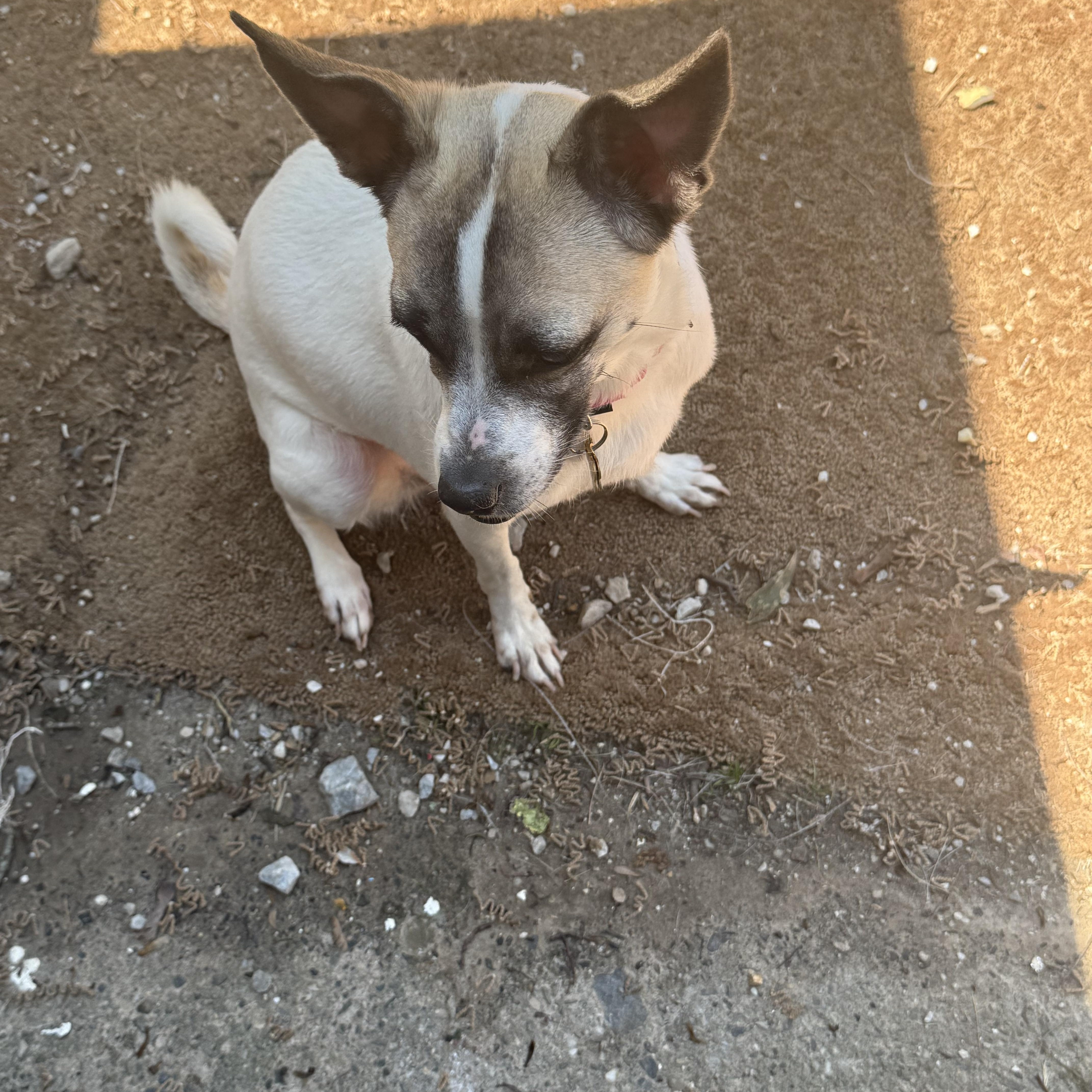 Butta, a ADOPTABLE mixed breed in Wingdale, NY image 2/4