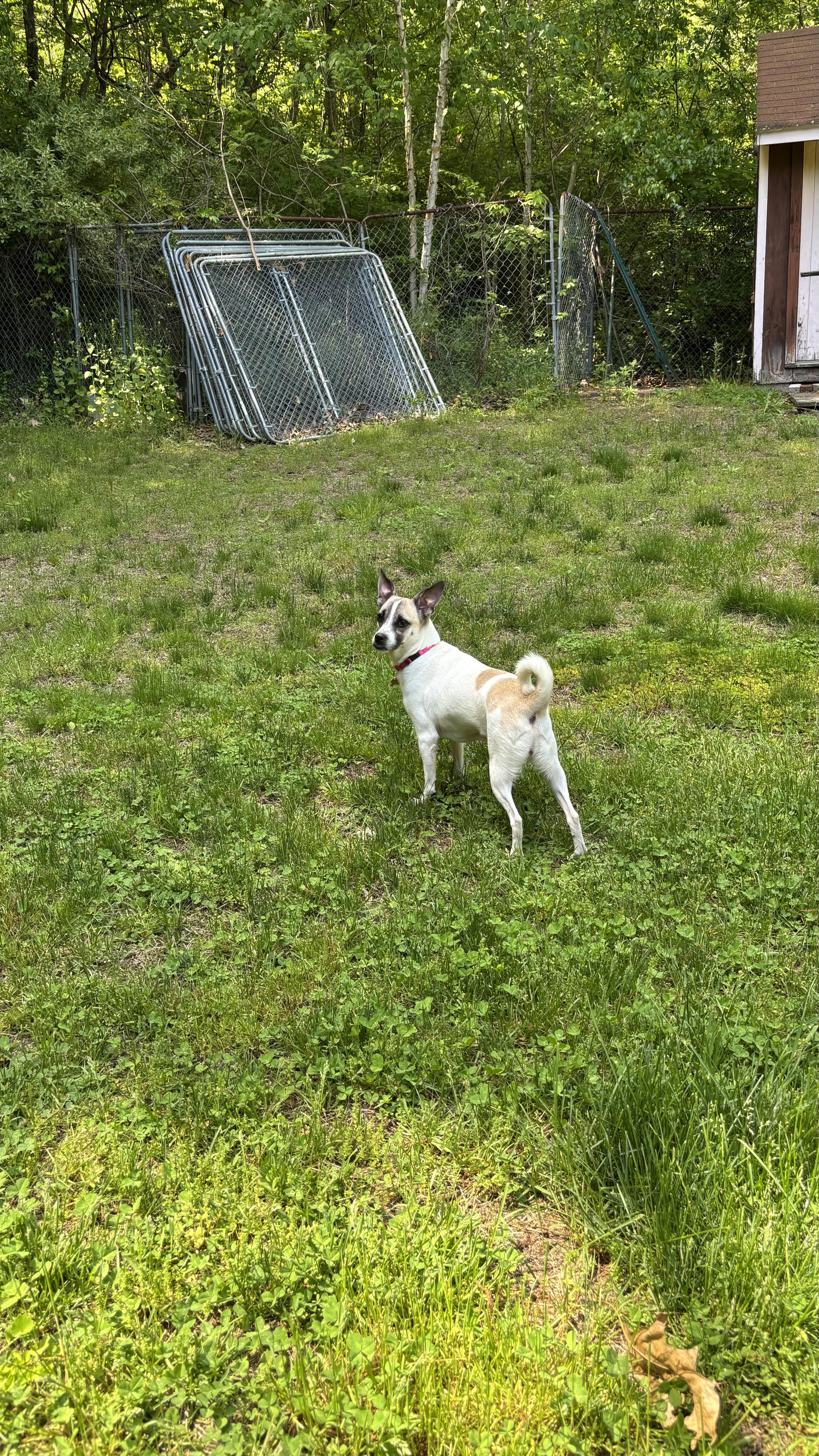 Enlarge Butta, an adopted mixed breed in Wingdale, NY image 5/5