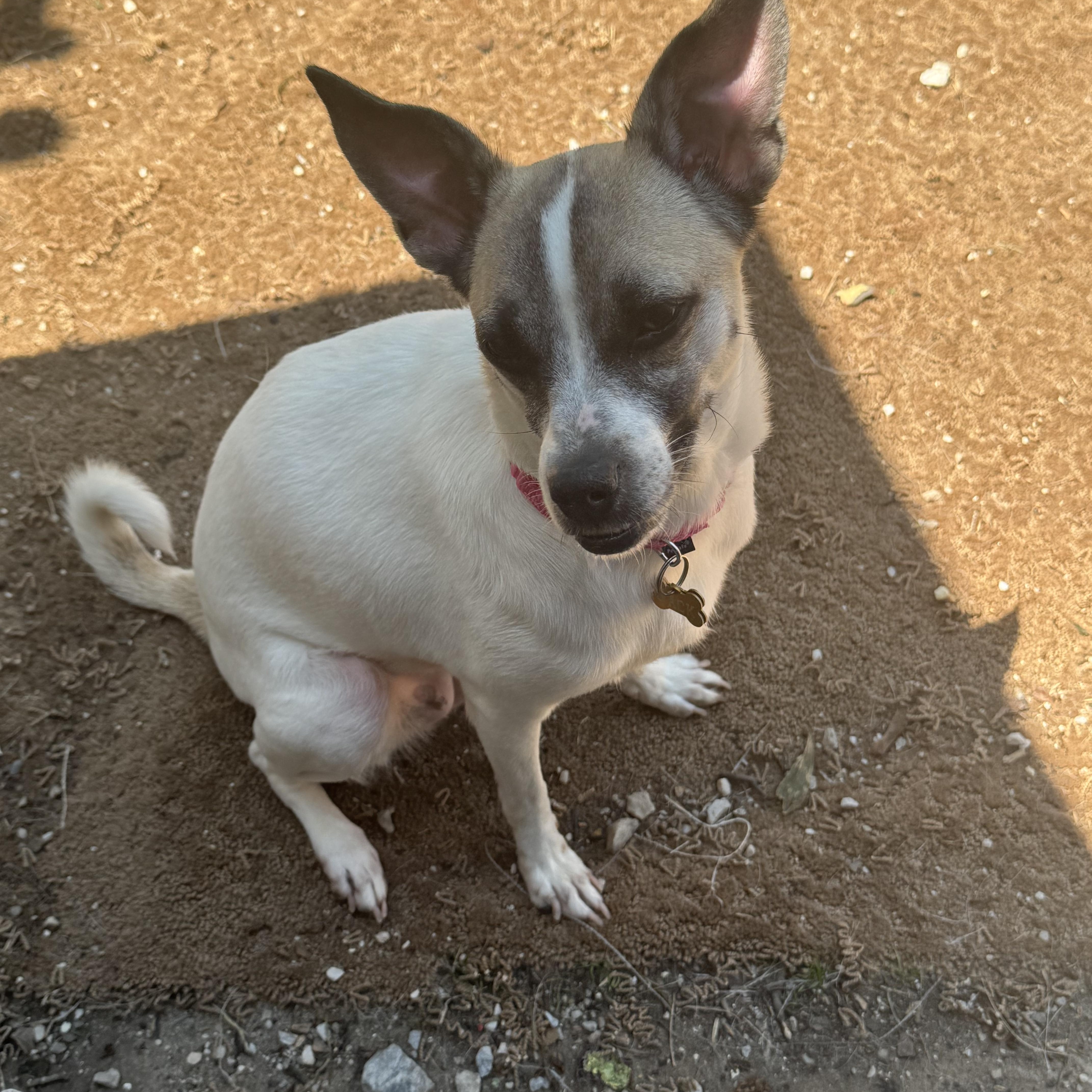 Butta, a ADOPTABLE mixed breed in Wingdale, NY image 3/4
