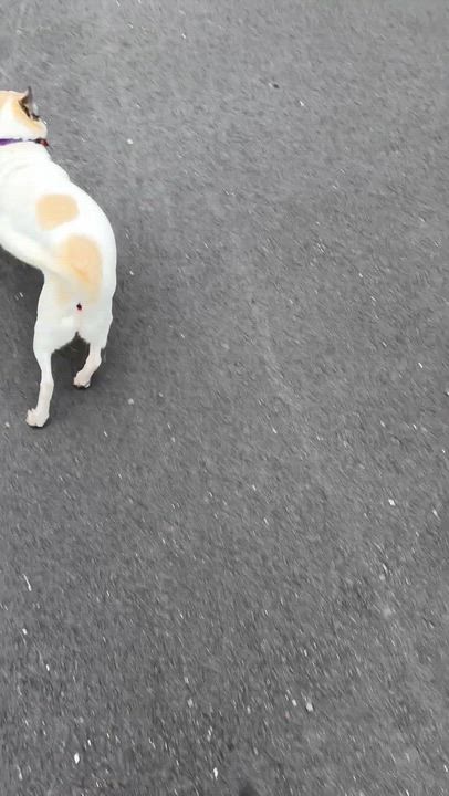 Enlarge Butta, an adopted mixed breed in Wingdale, NY video 4/5