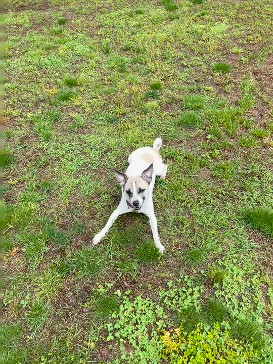 Enlarge Butta, a ADOPTABLE mixed breed in Wingdale, NY video 1/5