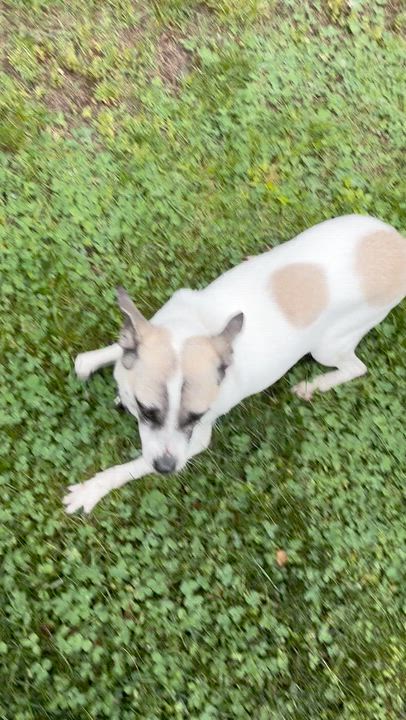 Enlarge Butta, a ADOPTABLE mixed breed in Wingdale, NY video 2/5