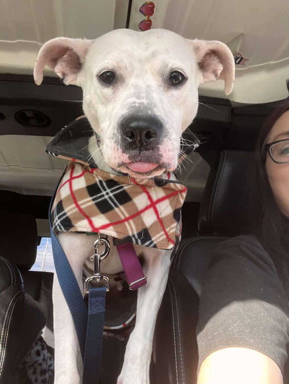 Reba Barkentire, a Adoptable mixed breed in INDIANAPOLIS, IN image 2/6