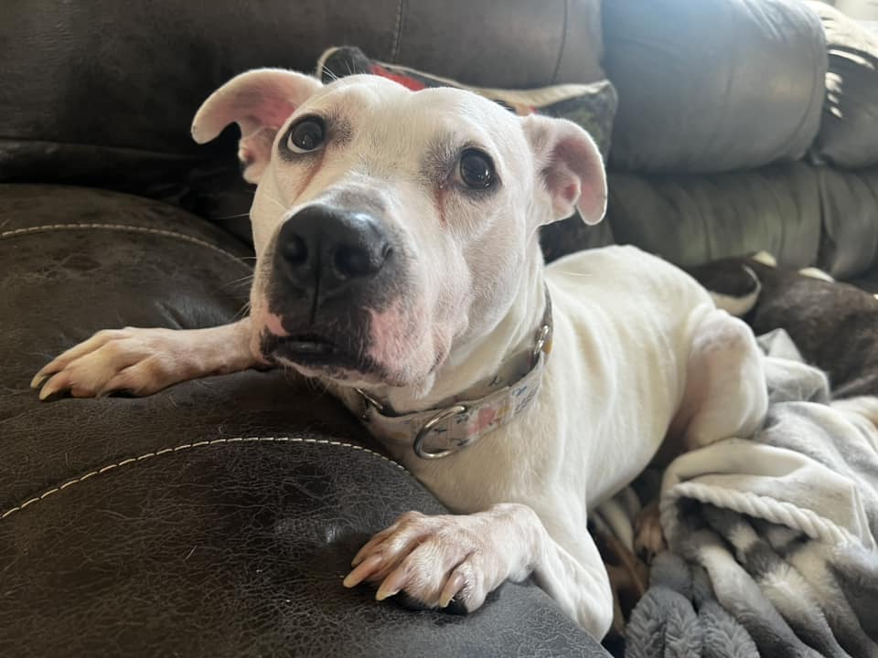 Reba Barkentire, a Adoptable mixed breed in INDIANAPOLIS, IN image 3/6