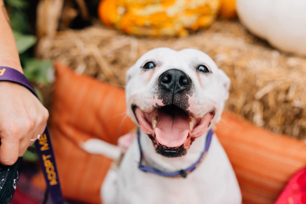 Reba Barkentire, a Adoptable mixed breed in INDIANAPOLIS, IN image 1/6