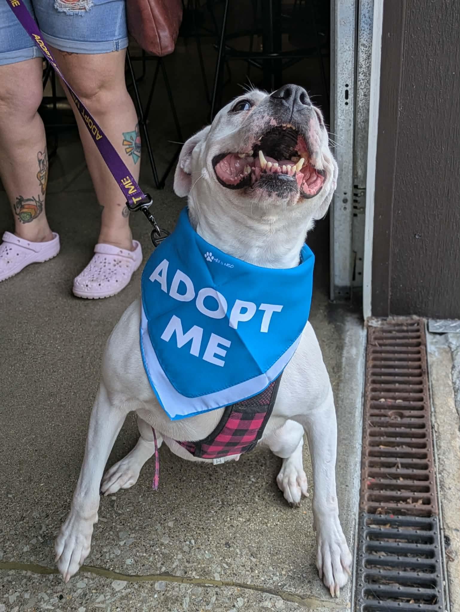 Enlarge Reba Barkentire, a Adoptable mixed breed in INDIANAPOLIS, IN image 6/6