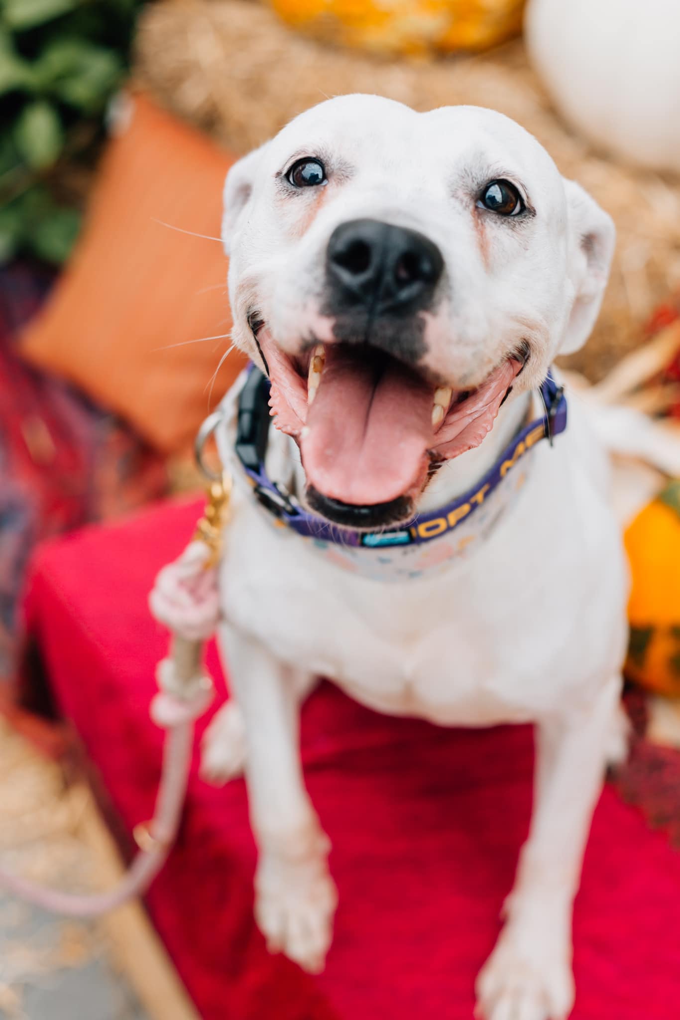 Reba Barkentire, a Adoptable mixed breed in INDIANAPOLIS, IN image 6/6