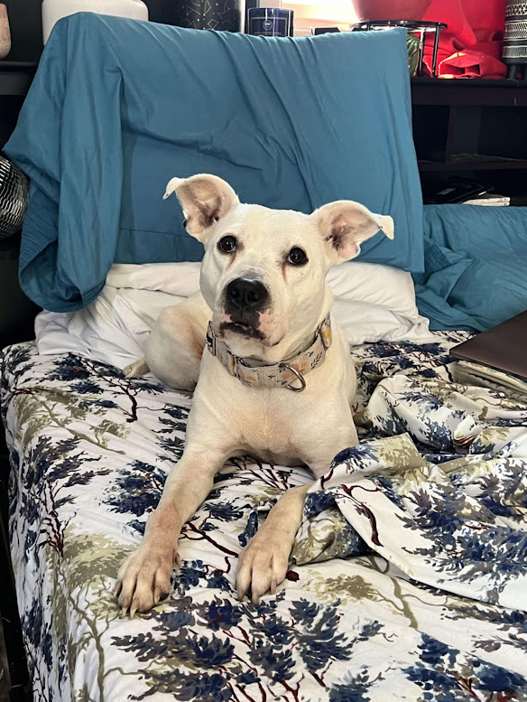 Reba Barkentire, Adoptable, Adult Female Pit Bull Terrier.