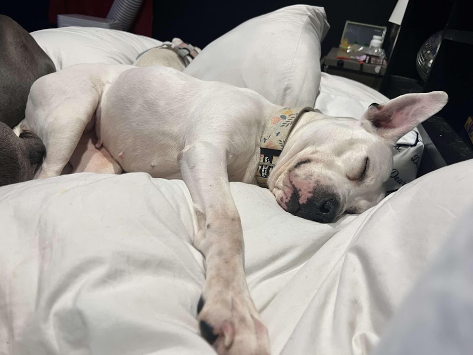 Reba Barkentire, a Adoptable mixed breed in INDIANAPOLIS, IN image 5/6