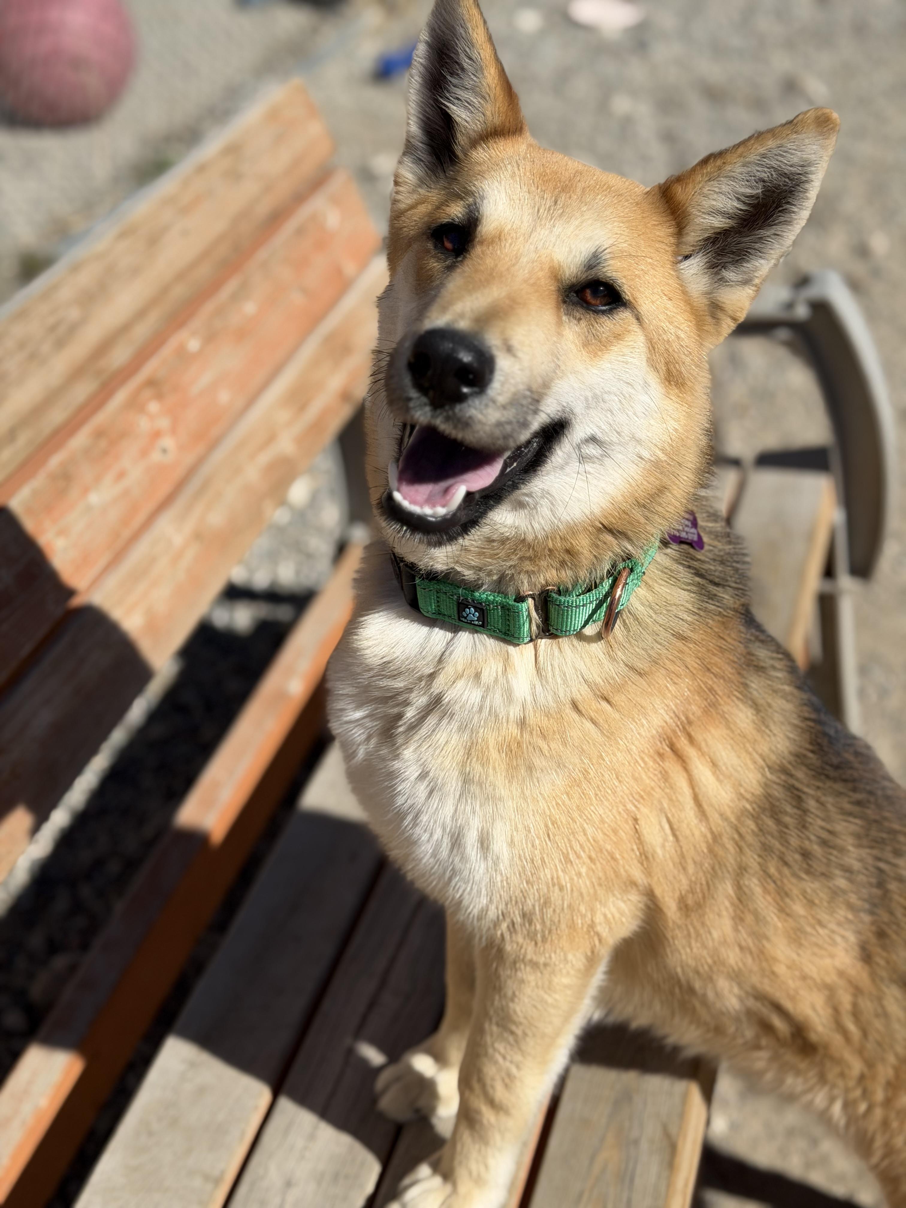 Enlarge Swiper, a ADOPTABLE mixed breed in Buena Vista, CO image 2/5