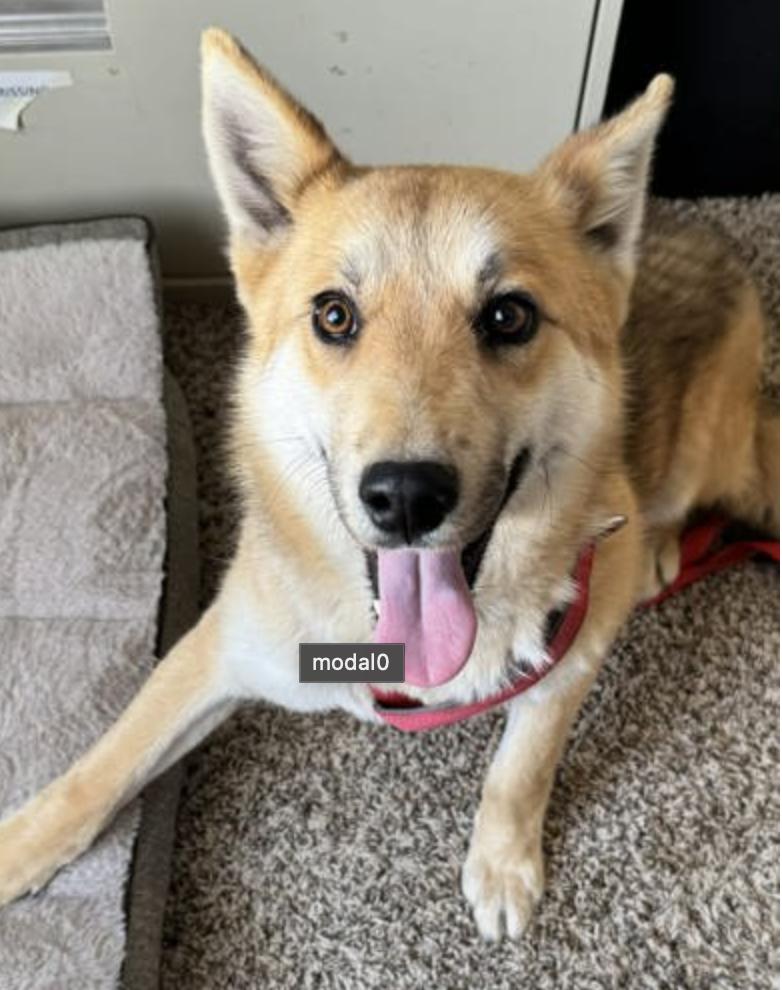 Enlarge Swiper, a ADOPTABLE mixed breed in Buena Vista, CO image 3/5