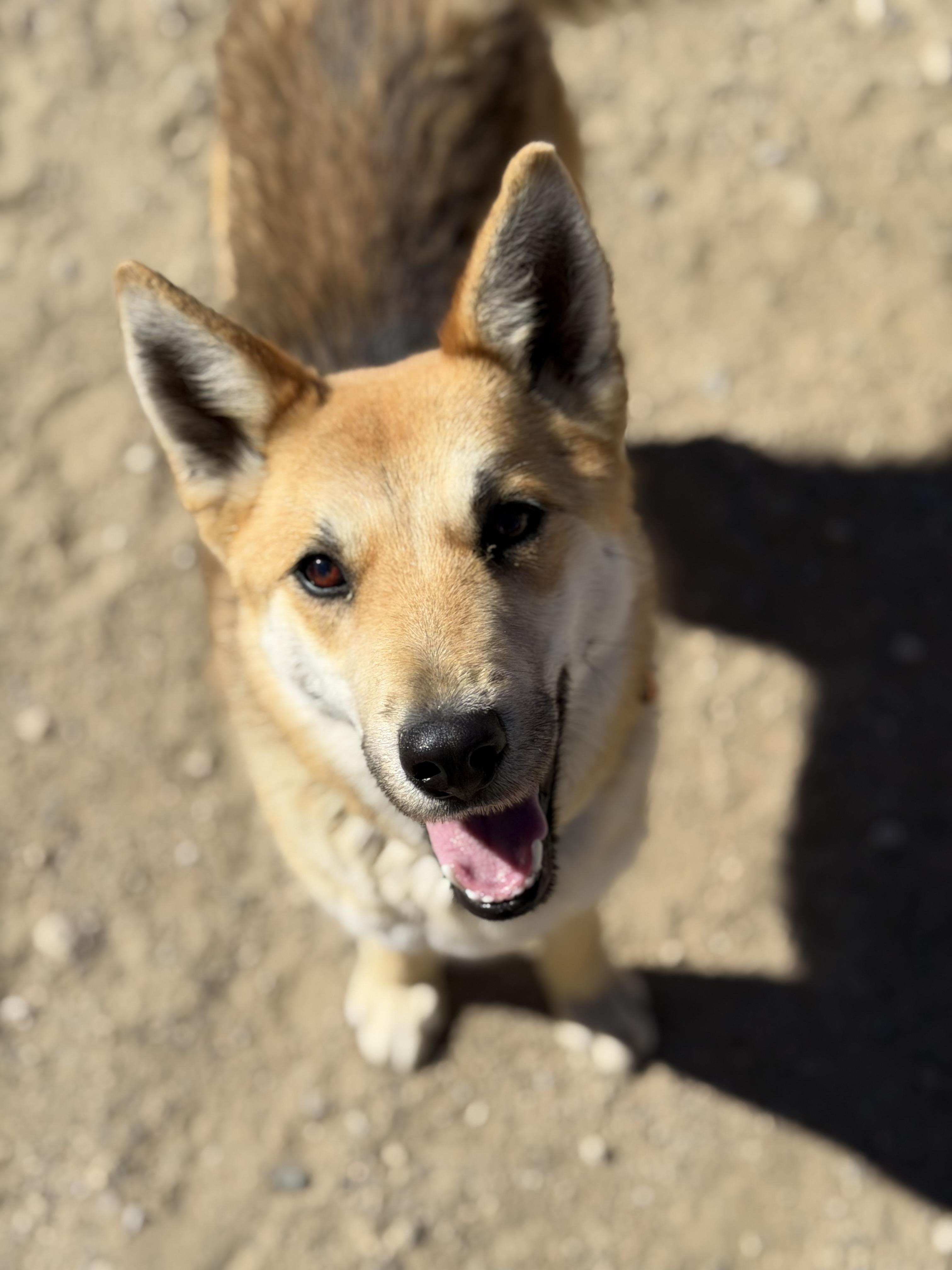 Swiper, ADOPTABLE, Young Male Australian Cattle Dog / Blue Heeler & Husky.