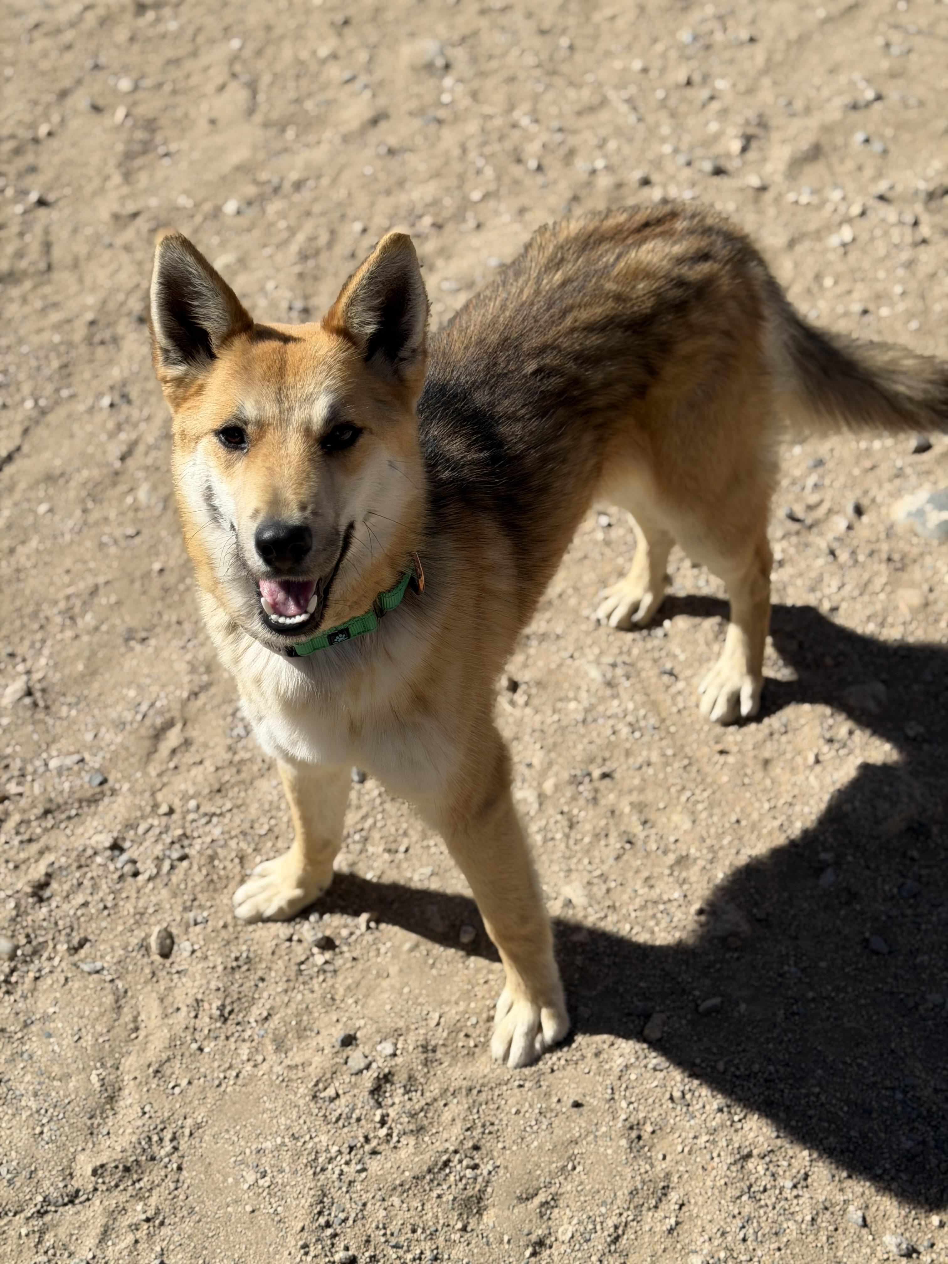Enlarge Swiper, a ADOPTABLE mixed breed in Buena Vista, CO image 4/5