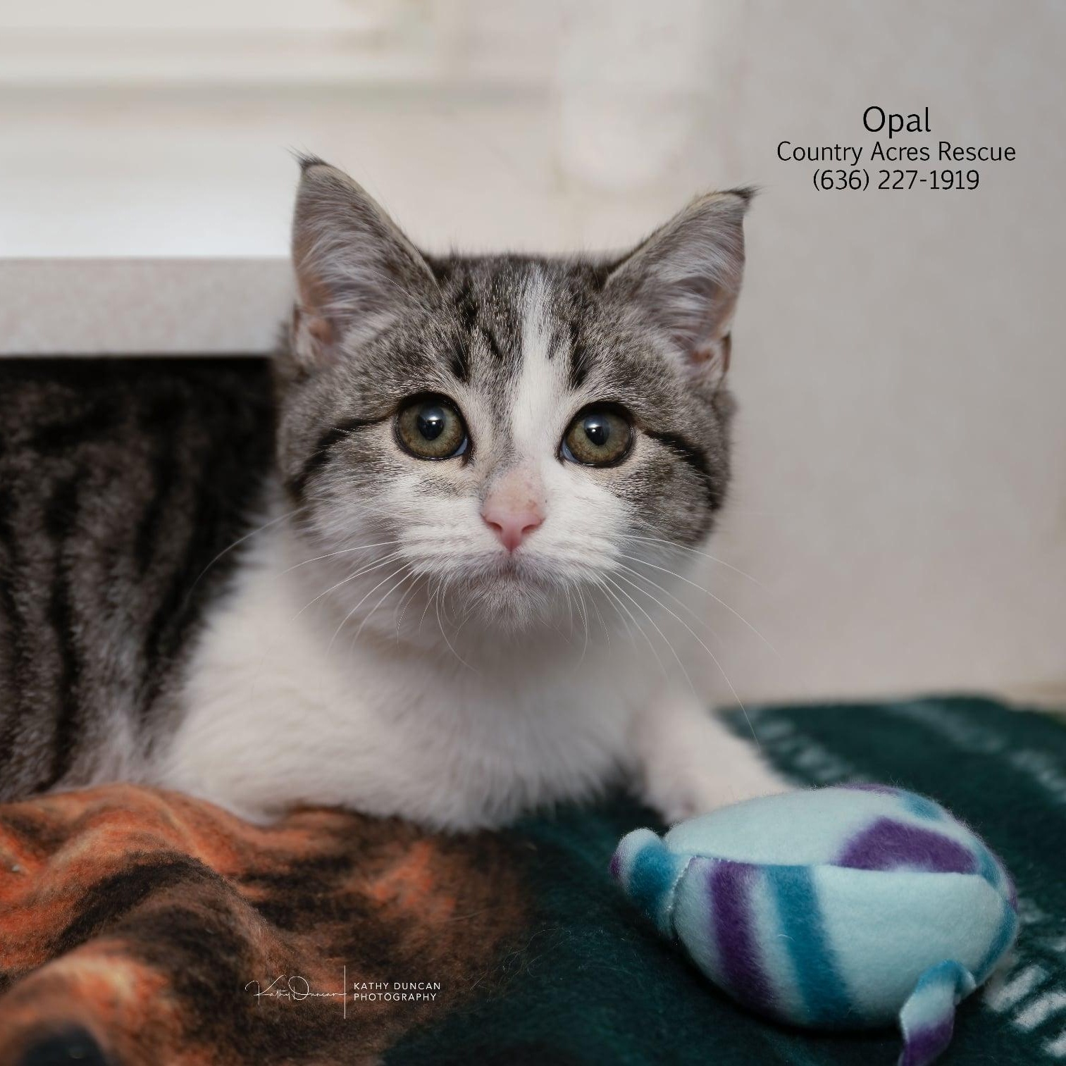 Enlarge Opal, a ADOPTABLE Domestic Short Hair in Manchester, MO image 1/4
