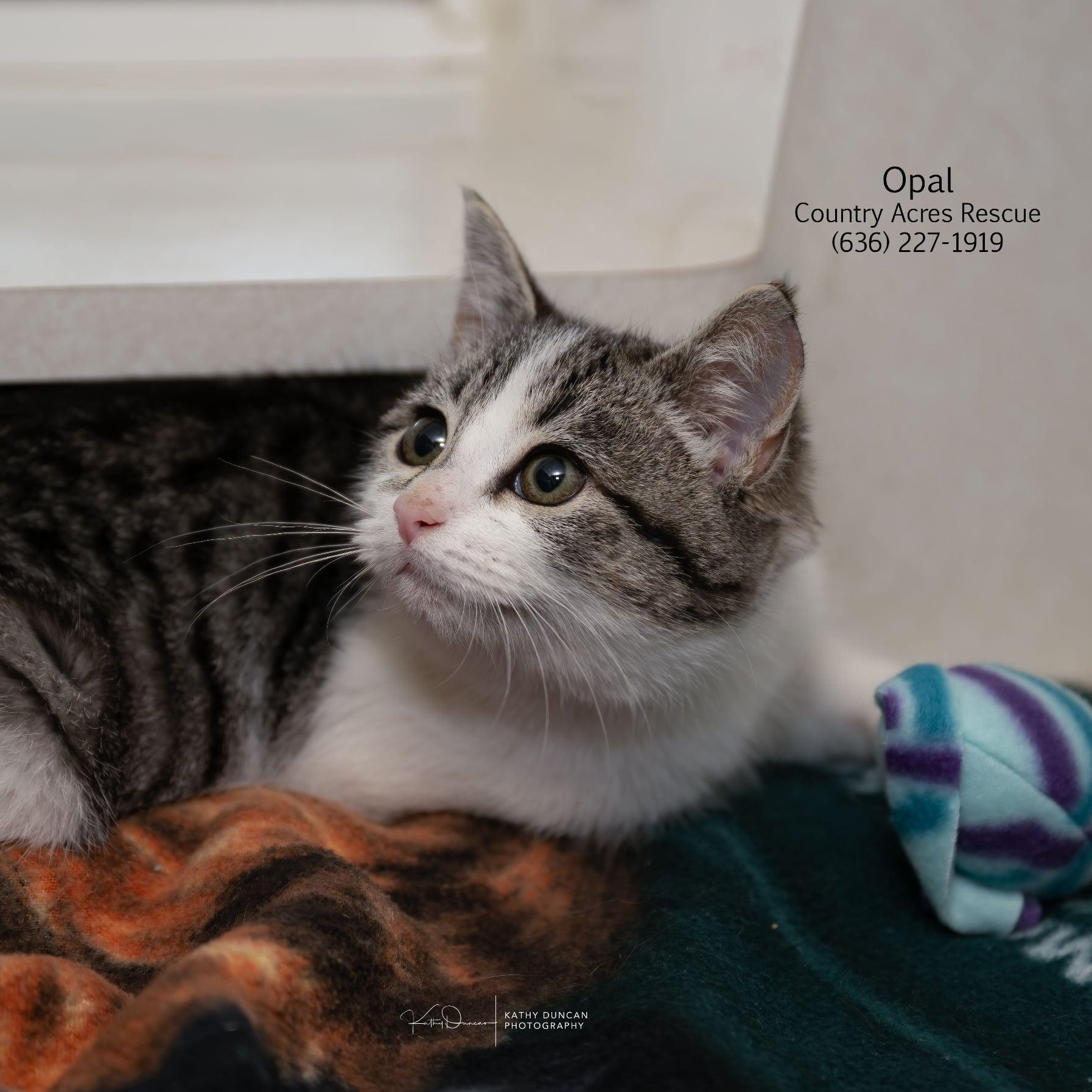 Enlarge Opal, a ADOPTABLE Domestic Short Hair in Manchester, MO image 3/4