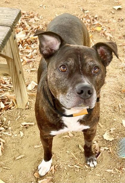 Xavier, an adoptable Mixed Breed in Georgetown, TX image 1/2