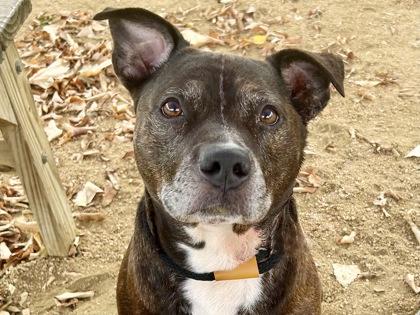 Xavier, an adoptable Mixed Breed in Georgetown, TX image 2/2