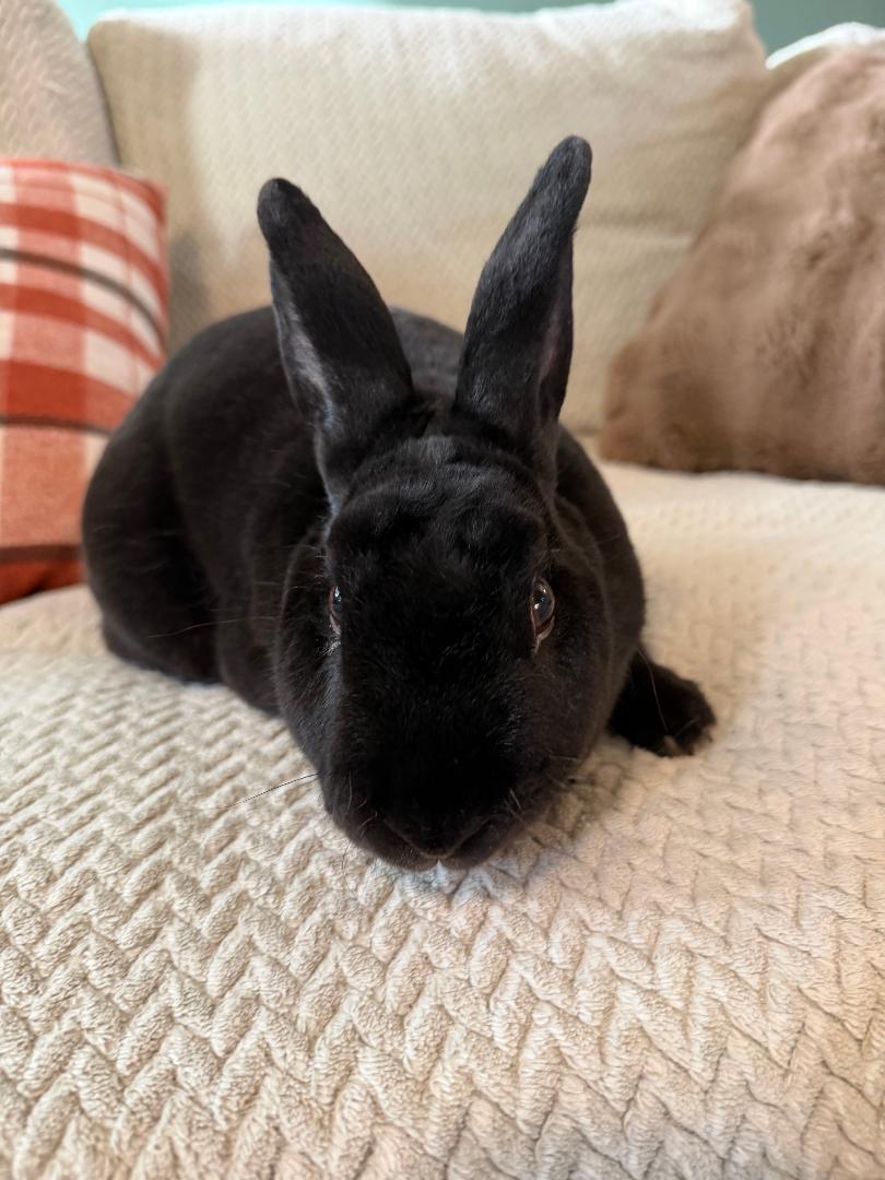 Enlarge Sabu, a Adoptable Mini Rex in Lee's Summit, MO image 1/3