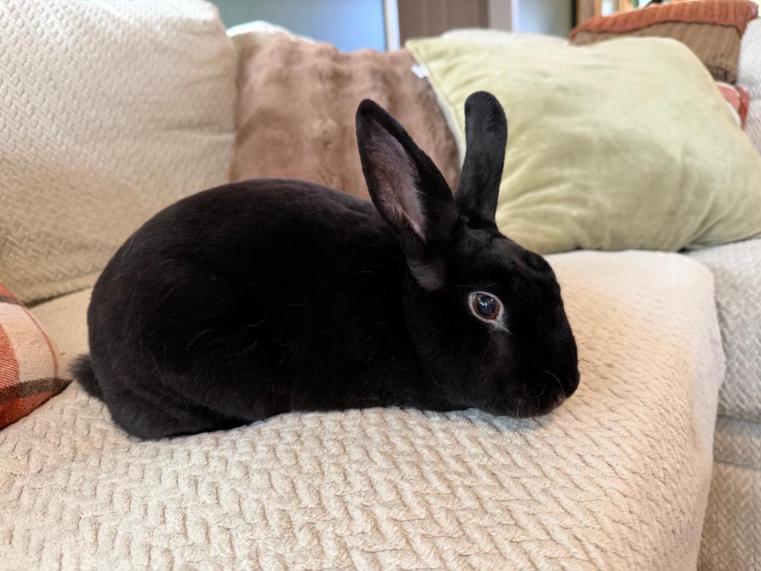 Enlarge Sabu, a Adoptable Mini Rex in Lee's Summit, MO image 3/3