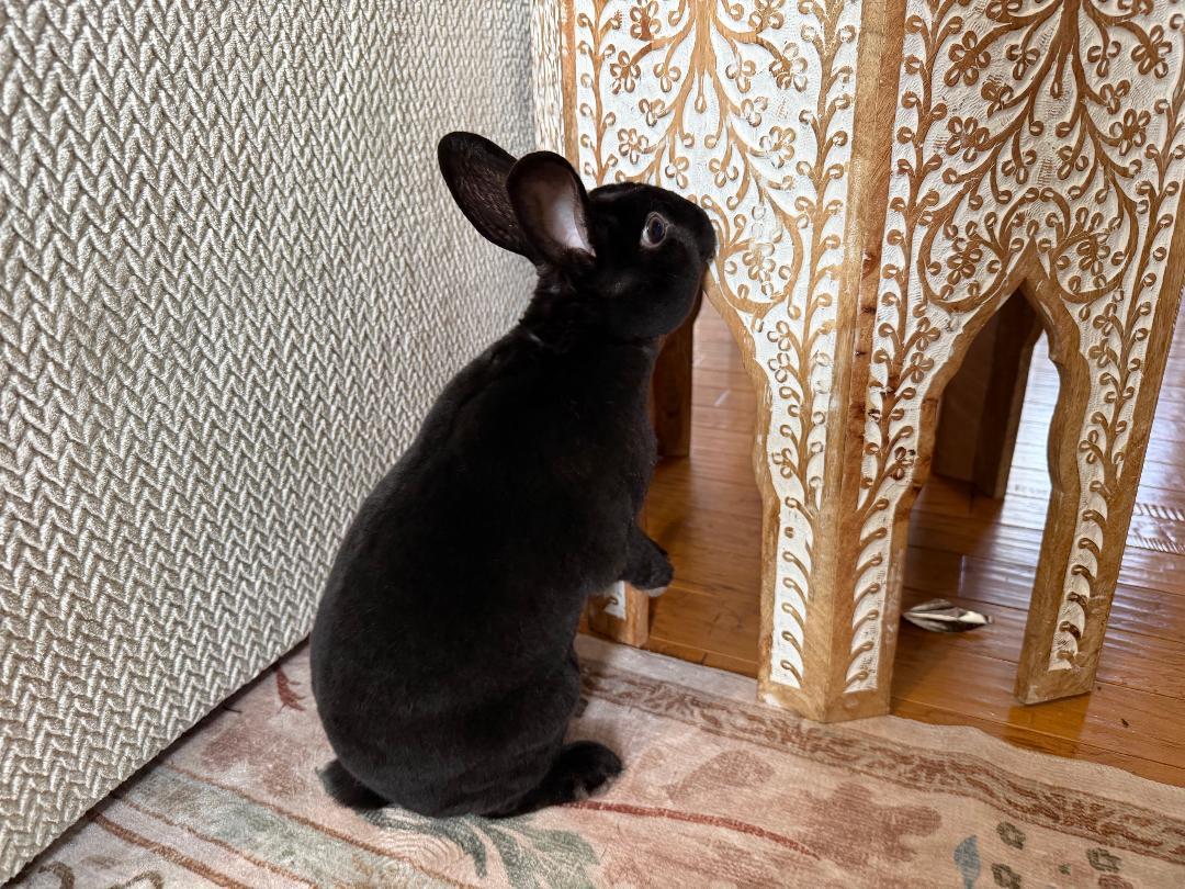 Enlarge Sabu, a Adoptable Mini Rex in Lee's Summit, MO image 2/3