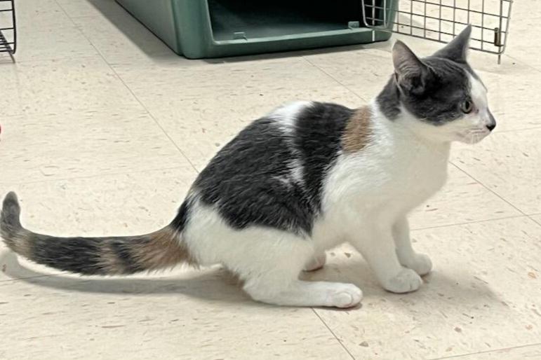 Enlarge Clyde, a Adopted mixed breed in Bardstown, KY image 2/2