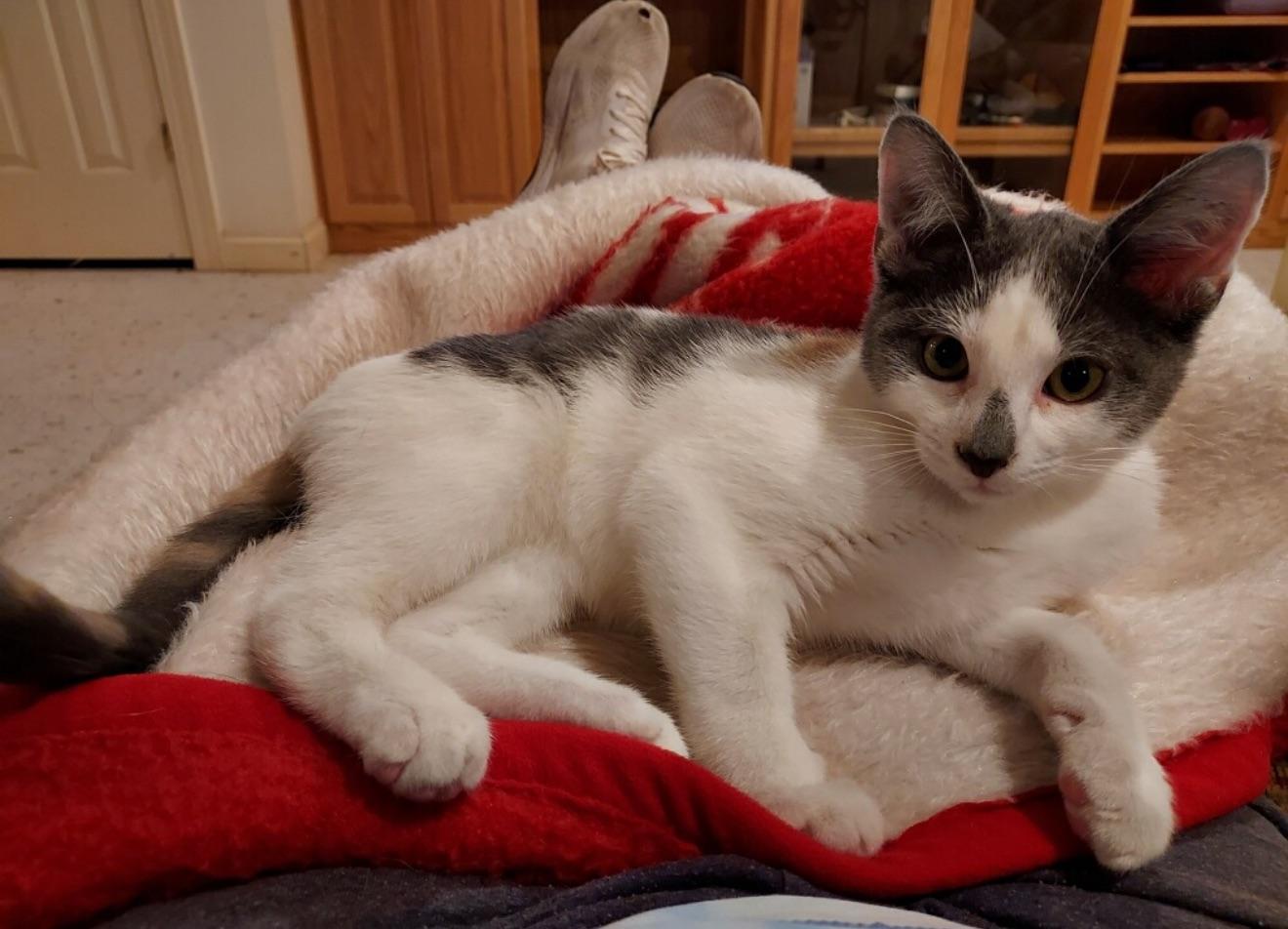 Clyde, Adopted, Young Male Calico & Domestic Short Hair.