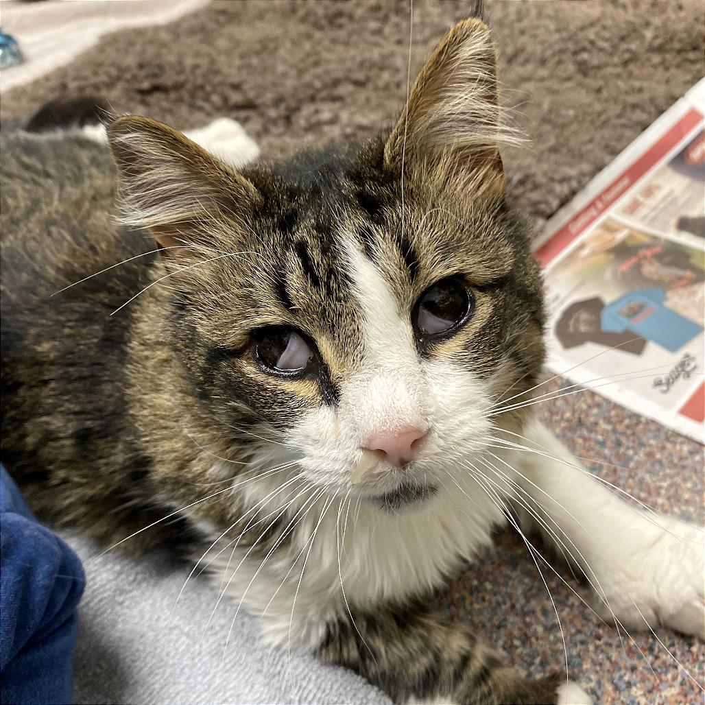 Henrietta, a Adoptable mixed breed in Cheyenne, WY image 2/5
