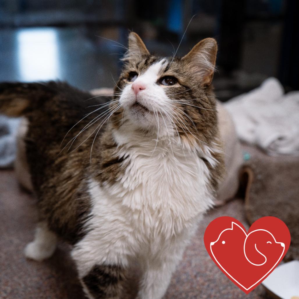 Henrietta, a Adoptable mixed breed in Cheyenne, WY image 3/5
