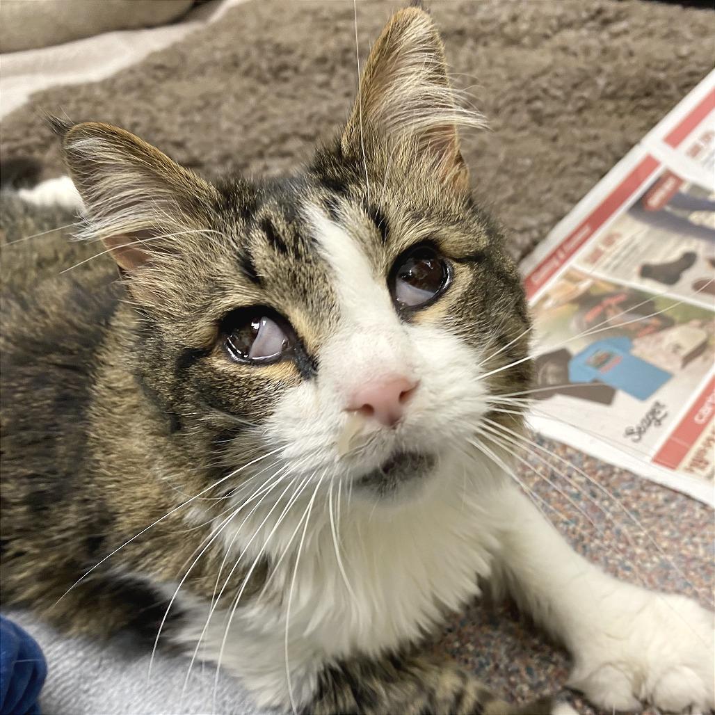 Henrietta, a Adoptable mixed breed in Cheyenne, WY image 5/5