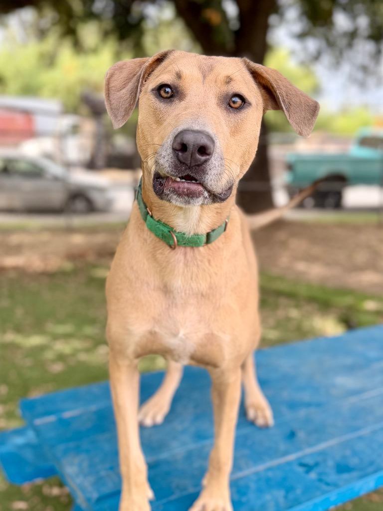 Nessy, Adoptable, Young Female Hound & Pit Bull Terrier.