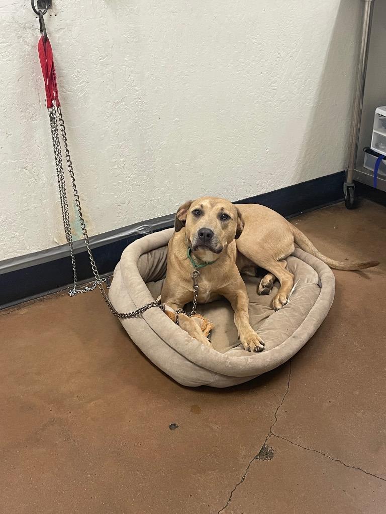 Enlarge Nessy, a Adoptable mixed breed in Chico, CA image 1/2